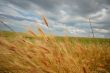 summer field