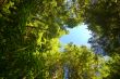 Deep in the Forest