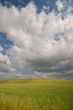 summer field