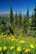 Mountain Meadow