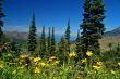 Mountain Meadow