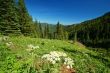 Mountain Meadow