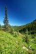 Mountain Meadow