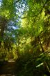 Deep in the Forest