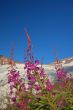 Flowers and a glacier