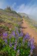 hiking trail in the mountains