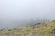 Mountain Meadow