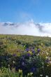 Mountain Meadow