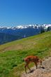 Deer in the mountains
