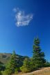 Mountain Meadow
