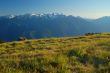 Mountain Meadow