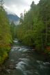 Stream in the forest