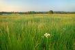 summer field