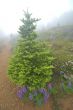 Mountain Meadow