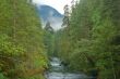 Stream in the forest