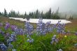 Mountain Meadow