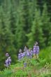 Mountain Meadow