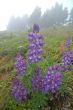 Mountain Meadow