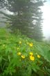 Mountain Meadow