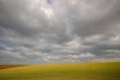 summer field