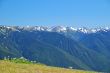 Mountain Meadow