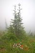 Mountain Meadow