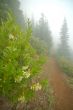 hiking trail in the mountains