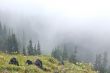 Mountain Meadow