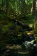 Stream in the forest
