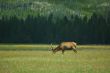 Yellowstone Elk