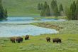 Yellowstone Bison