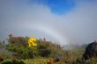Mountain Meadow