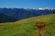 Deer in the mountains