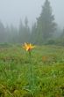 Mountain Meadow