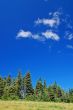 Mountain Meadow