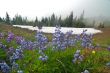 Mountain Meadow