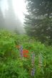 Mountain Meadow