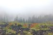 Mountain Meadow
