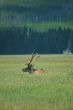 Yellowstone Elk
