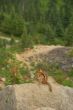 Golden-mantled Ground Squirrel (Spermophilus lateralis)