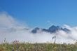 Mountain Meadow