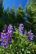 Mountain Meadow