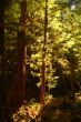 Deep in the Forest