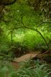 Bridge in the Forest