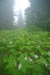 Deep in the Forest