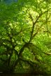 Deep in the Forest