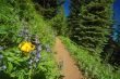 hiking trail in the mountains