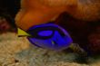 Tropical Fish