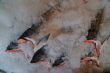salmon for sale