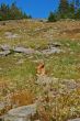 Olympic Marmot